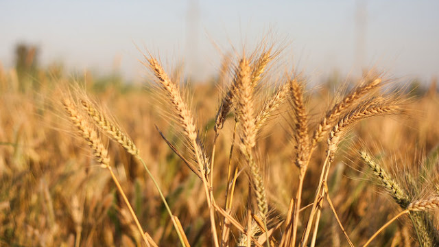 Egypt in-focus — Development cooperation portfolio with partners hits $26bn; Wheat will last until 2022